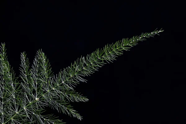 Asparagus branch on a black background in the bright light of a studio lamp. Decorative element for composing a bouquet.