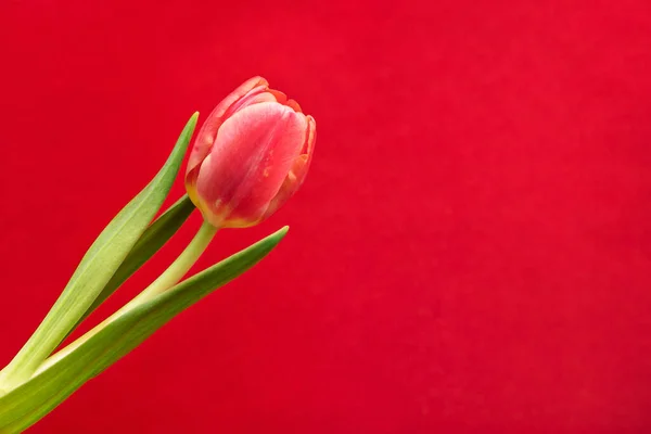 A red tulip is covered with drops of water on a bright red velvet background. Photo in studio lighting for the holiday Women\'s Day.