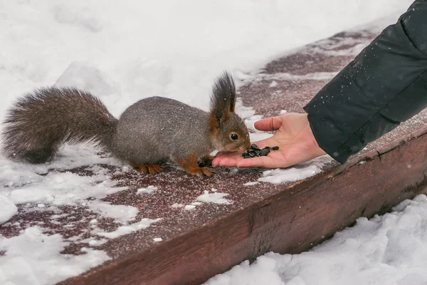 A man feeds a hungry beautiful squirrel in a winter park. Human care for wild animals.