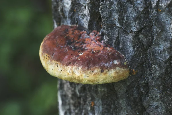 Orange tree mushroom on a tree trunk close-up. Interesting natural texture.