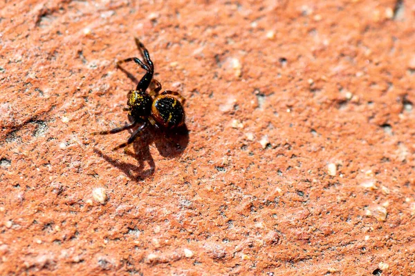 Spinne Der Sonne Einer Niedrigen Wand — Stockfoto