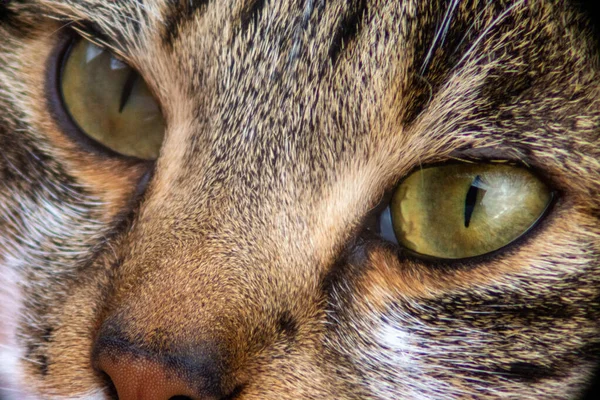 Olhos Gato Tiggrate Selvagem Comum — Fotografia de Stock