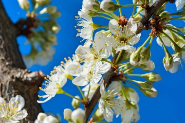 İlkbahar geliyor, meyve ağaçları yetişiyor.