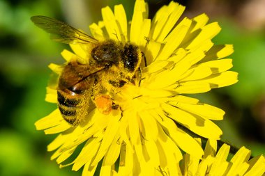Tozlaşma sırasında arı iş başında