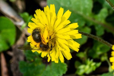 YELLİ ÇİÇEKLERİ ARIYOR Yazın