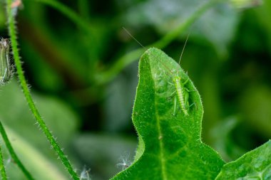 makro böcek çekirgesi, sivrisinek akrep, cırcır böceği.