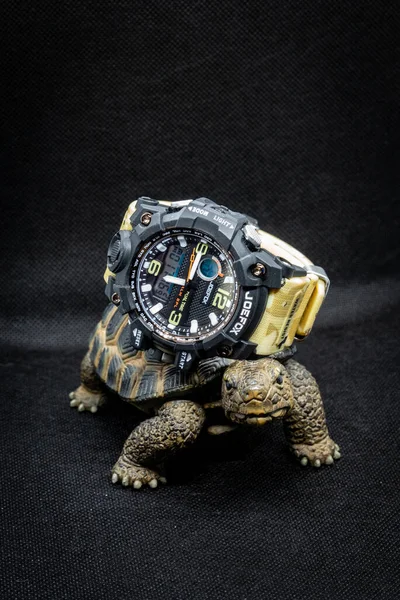 Tartaruga Com Relógio Pulso Acima — Fotografia de Stock
