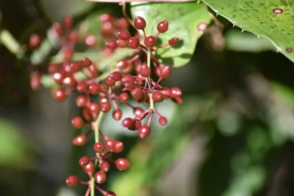 Wild Bunches Nature Colored Red — Stock Photo, Image