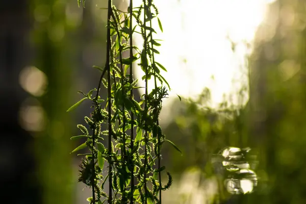 Weeping Willow Tree Sunset — Stock Photo, Image