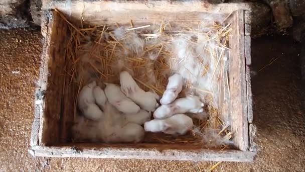 Rabbits Born Few Days — Stock video