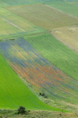 CASTELLUCCIO DI NORCIA VE BÜYÜK ÇİÇEK ÇİÇEK ÇİÇEKLERLERİ VE NATETİN ÇİÇEKLERİ
