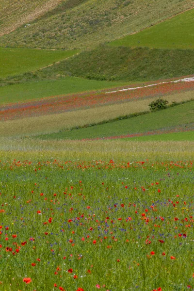 Castelluccio Norcia Its Faslige Betweren Micro Colors Flowers Nature – stockfoto