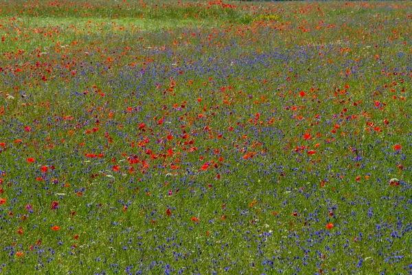 Castelluccio Norcia Its Flowering Micro Colors Flowers Nature — Stock Photo, Image