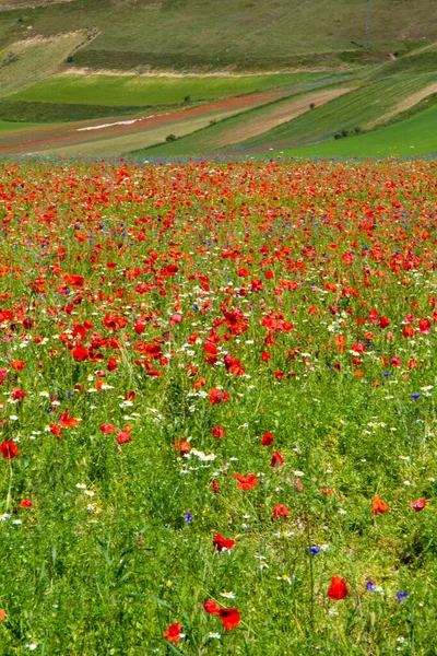 Castelluccio Norcia Virágok Termékek Mikro Színjének Közötti Virágítása — Stock Fotó