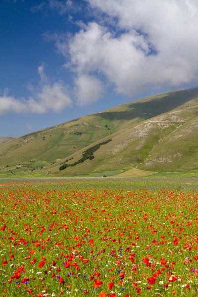 Castelluccio Norcia及其在火力发电厂与自然之间的流动 — 图库照片