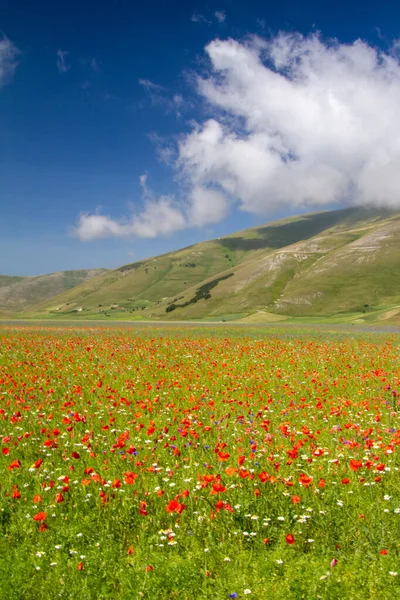 Castelluccio Norcia Sua Floração Entre Micro Cores Flores Natureza — Fotografia de Stock