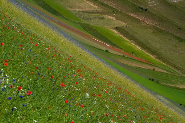 Castelluccio Norcia Its Flowering Beeen Micro Colors Flowers Nature — 스톡 사진