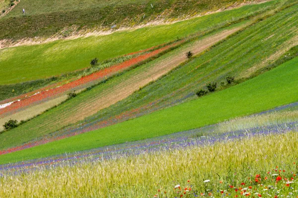 Castelluccio Norcia Και Λουλουδια Τησ Μεταξυ Μικροχρωματων Των Λουλουδων Και — Φωτογραφία Αρχείου