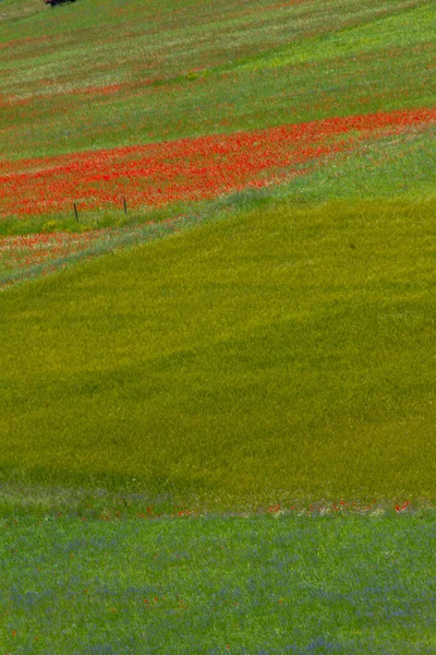 Castelluccio Norcia Και Λουλουδια Τησ Μεταξυ Μικροχρωματων Των Λουλουδων Και — Φωτογραφία Αρχείου