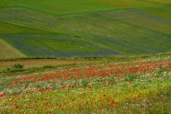 Castelluccio Norcia Sus Flores Entre Microcolores Flores Naturaleza — Foto de Stock