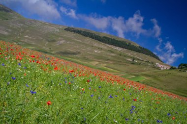 CASTELLUCCIO DI NORCIA VE BÜYÜK ÇİÇEK ÇİÇEK ÇİÇEKLERLERİ VE NATETİN ÇİÇEKLERİ