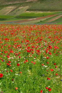 CASTELLUCCIO DI NORCIA VE BÜYÜK ÇİÇEK ÇİÇEK ÇİÇEKLERLERİ VE NATETİN ÇİÇEKLERİ