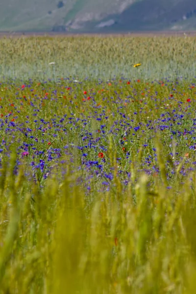 Castelluccio Norcia Och Dess Blommer Blommor Och Natur — Stockfoto