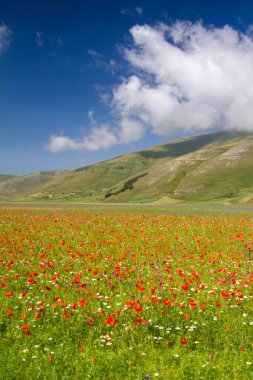 CASTELLUCCIO DI NORCIA VE BÜYÜK ÇİÇEK ÇİÇEK ÇİÇEKLERLERİ VE NATETİN ÇİÇEKLERİ