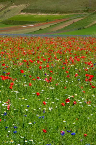 Castelluccio Norcia Its Flowering Micro Colors Flowers Nature — Stock Photo, Image