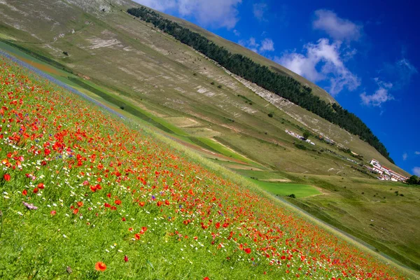 Castelluccio Norcia Και Λουλουδια Τησ Μεταξυ Μικροχρωματων Των Λουλουδων Και — Φωτογραφία Αρχείου