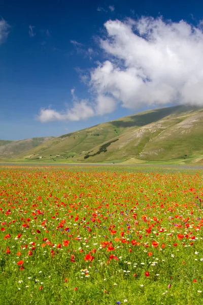 Castelluccio Norcia Its Flowering Beeen Micro Colors Flowers Nature — 스톡 사진
