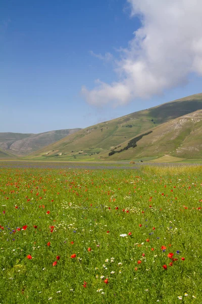 Castelluccio Norcia Och Dess Blommer Blommor Och Natur — Stockfoto