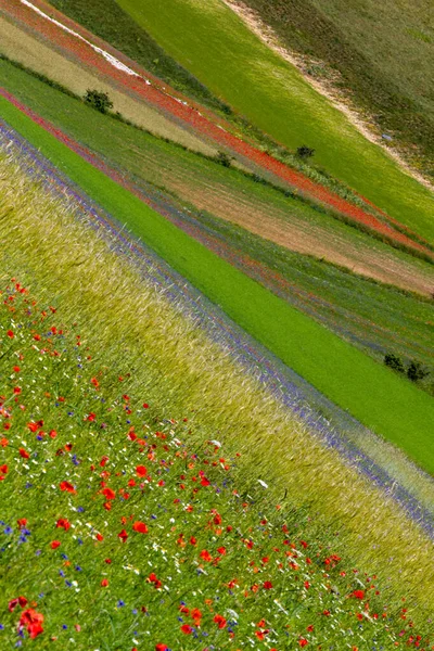 Castelluccio Norcia Και Λουλουδια Τησ Μεταξυ Μικροχρωματων Των Λουλουδων Και — Φωτογραφία Αρχείου