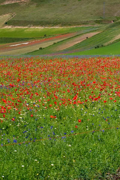 Castelluccio Norcia Och Dess Blommer Blommor Och Natur — Stockfoto