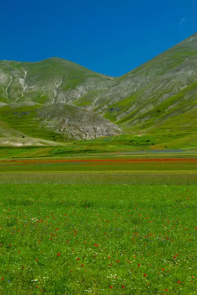 Castelluccio Norcia Och Dess Blommer Blommor Och Natur — Stockfoto