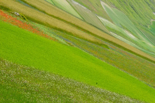 Castelluccio Norcia Ses Fleurs Entre Micro Couleurs Fleurs Nature — Photo