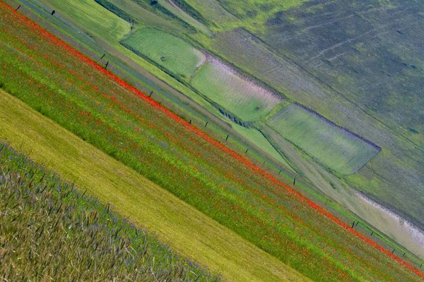 Castelluccio Norcia Ses Fleurs Entre Micro Couleurs Fleurs Nature — Photo