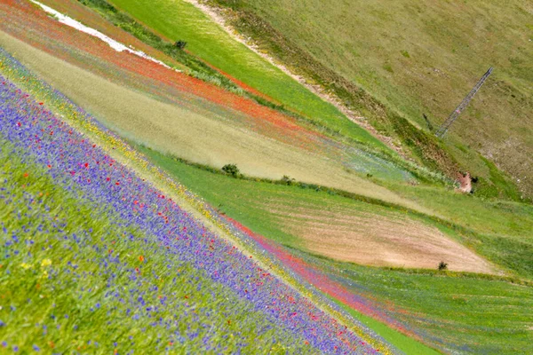 Castelluccio Norcia Ses Fleurs Entre Micro Couleurs Fleurs Nature — Photo