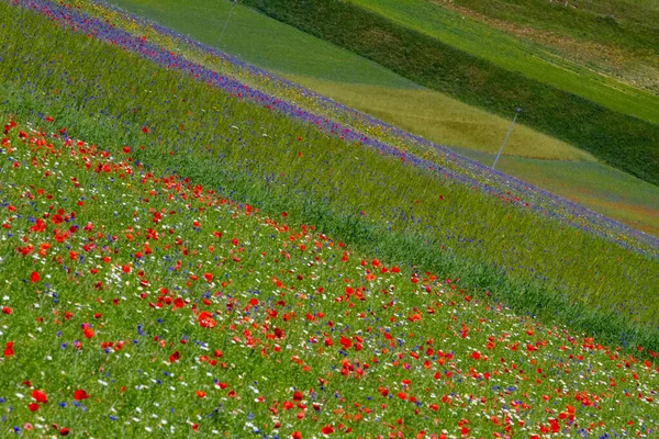 Castelluccio Norcia Ses Fleurs Entre Micro Couleurs Fleurs Nature — Photo