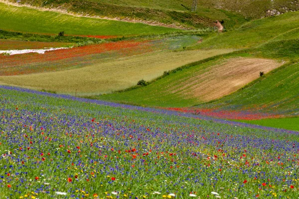 Castelluccio Norcia Sus Flores Entre Microcolores Flores Naturaleza — Foto de Stock