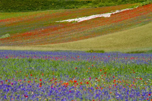 Castelluccio Norcia Ses Fleurs Entre Micro Couleurs Fleurs Nature — Photo