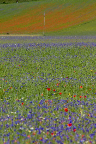 Castelluccio Norcia Ses Fleurs Entre Micro Couleurs Fleurs Nature — Photo