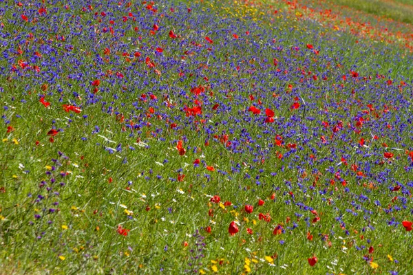 Castelluccio Norcia Sua Floração Entre Micro Cores Flores Natureza — Fotografia de Stock