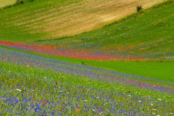 Castelluccio Norcia Ses Fleurs Entre Micro Couleurs Fleurs Nature — Photo