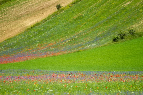 Castelluccio Norcia Och Dess Blommer Blommor Och Natur — Stockfoto