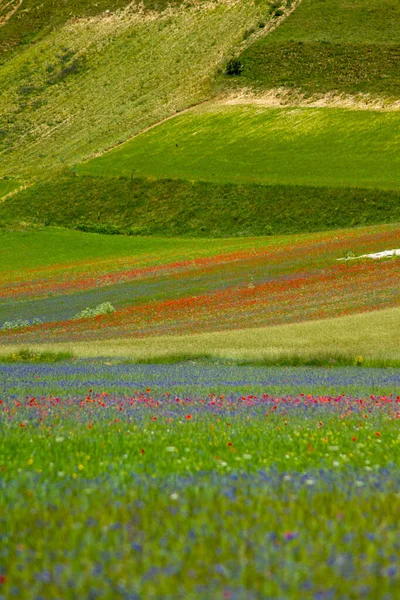 Castelluccio Norcia Και Λουλουδια Τησ Μεταξυ Μικροχρωματων Των Λουλουδων Και — Φωτογραφία Αρχείου