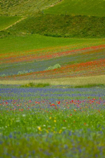 Castelluccio Norcia Och Dess Blommer Blommor Och Natur — Stockfoto