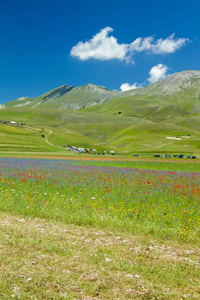 Castelluccio Norcia Suoi Fiori Tra Microcolori Fiori Natura — Foto Stock