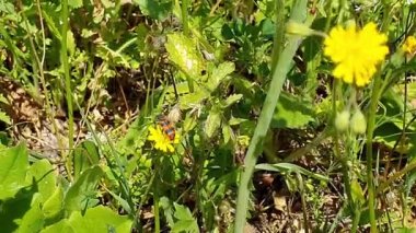 Trichodes Alvearius al sole nel or to di casa