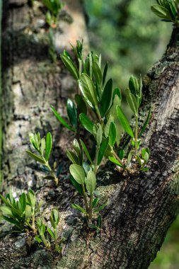 Zeytin ağacında yetişen zeytin filizleri